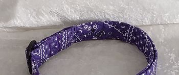 Purple Bandana Cat collar